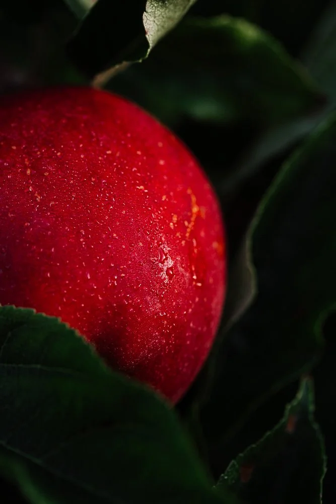 photo gros plan pomme et rosée - agriculture - Alice Bertrand