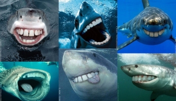 If sharks had our teeth. Damn, look at those scary predators!
