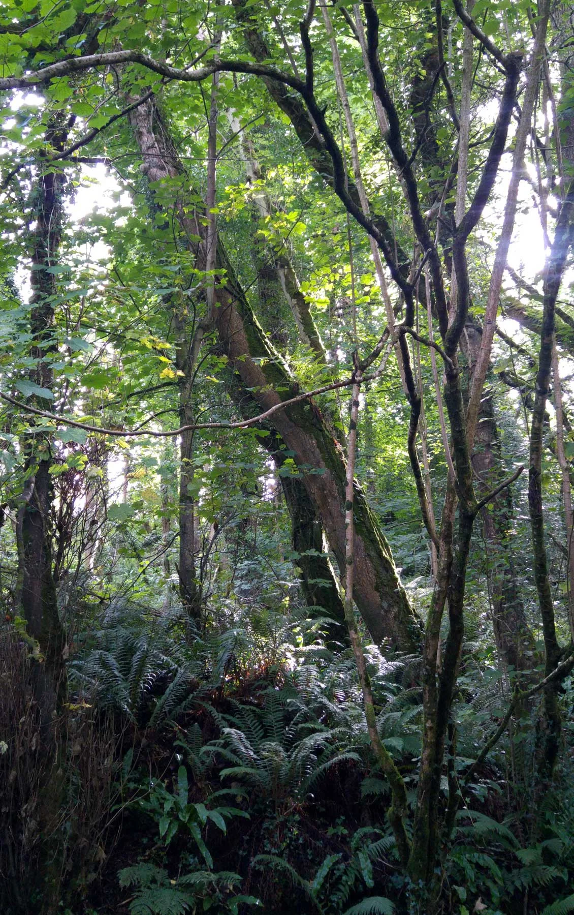 Ext_woods.jpg