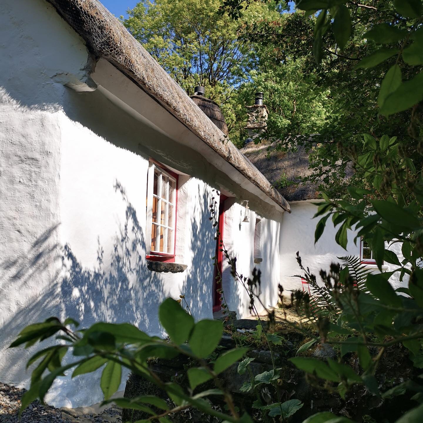 Flashback to last summer - the cottage peeking through the ferns and foliage. Hoping that the guests celebrating their honeymoon there at the moment are having a wonderful time 🤍. Many of our guests who stay potter through the woods to join the spec