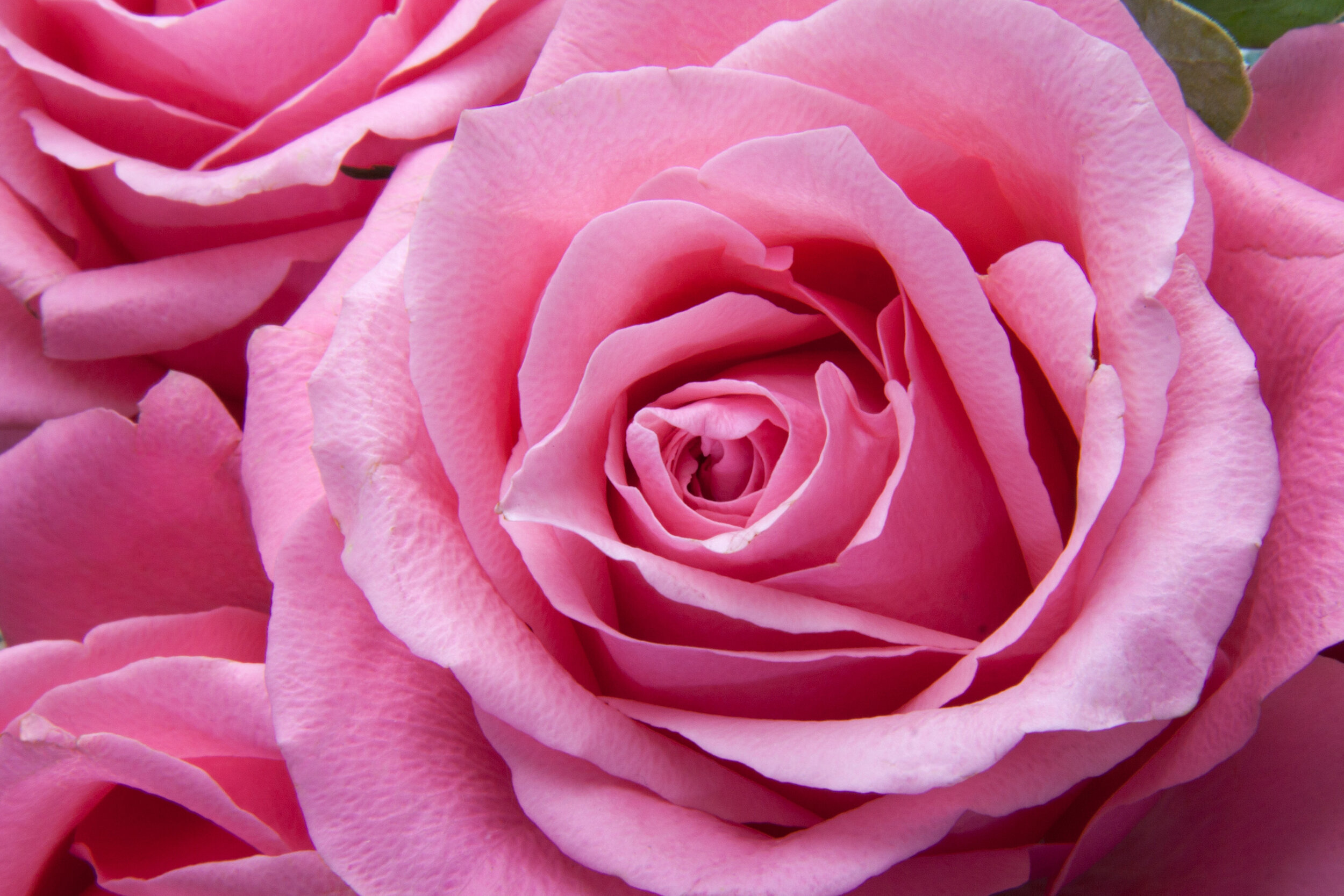 Bloem Canva - Pink Rose.jpg