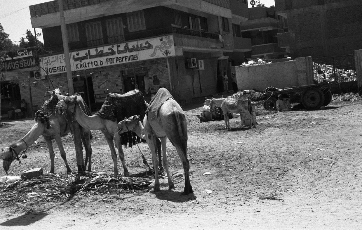 Camels Waiting, Giza, Egypt