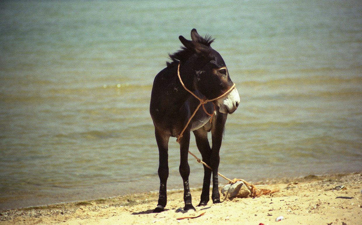Donkey Looking Back, Sinai, Egypt-4019.jpg