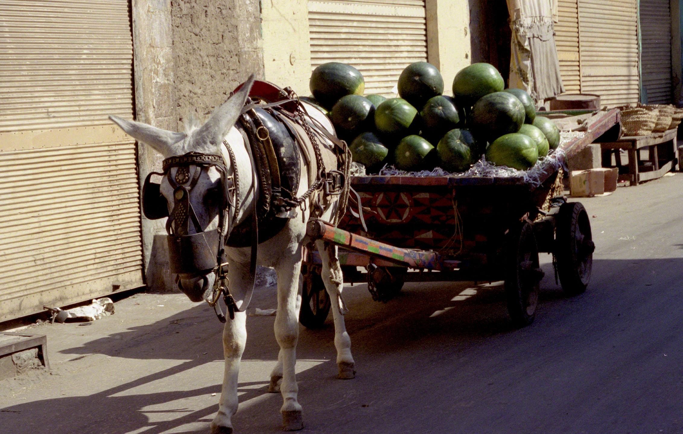 Watermelons, Cairo, Egypt 4028 W.jpg