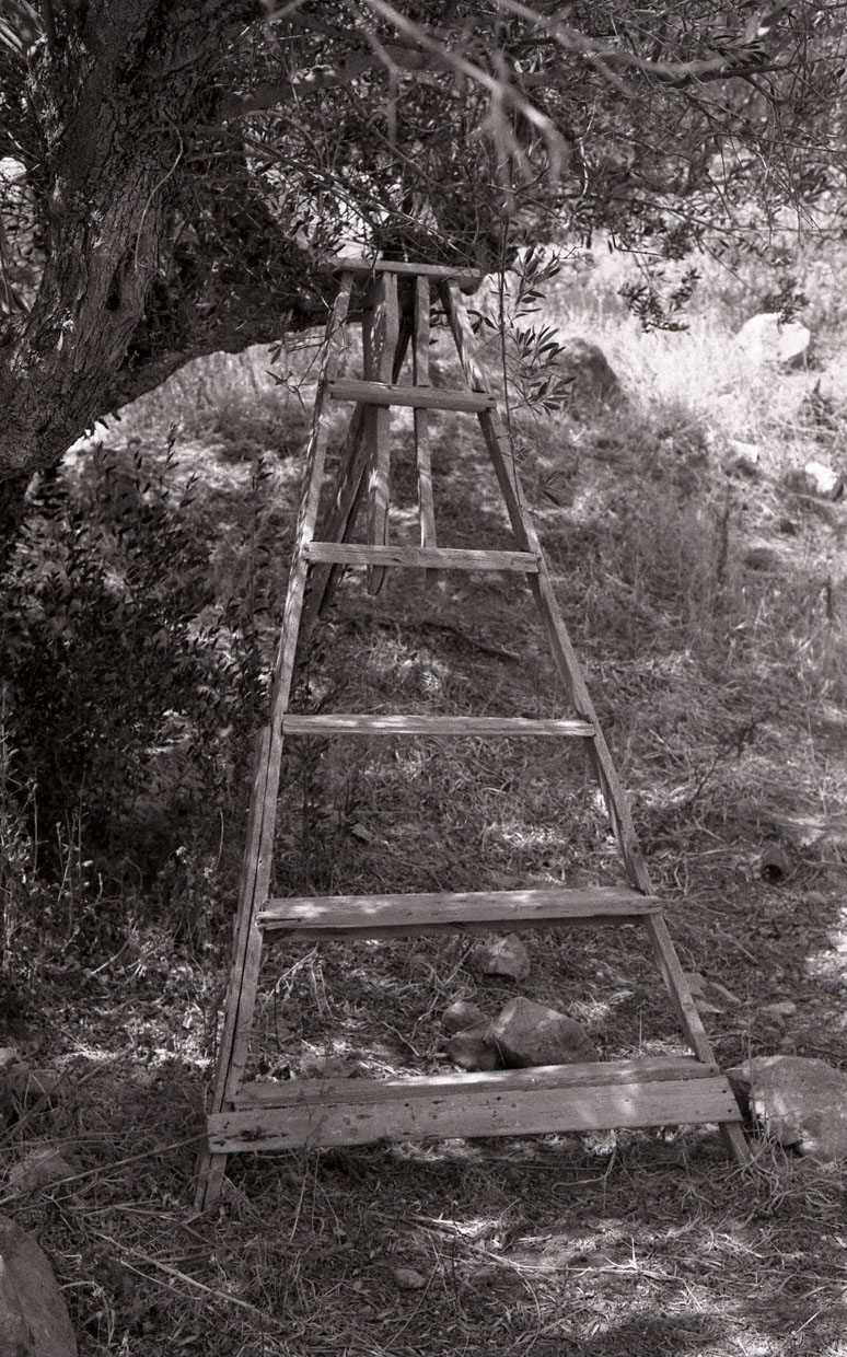 Ladder by Tree, Milos, Greece