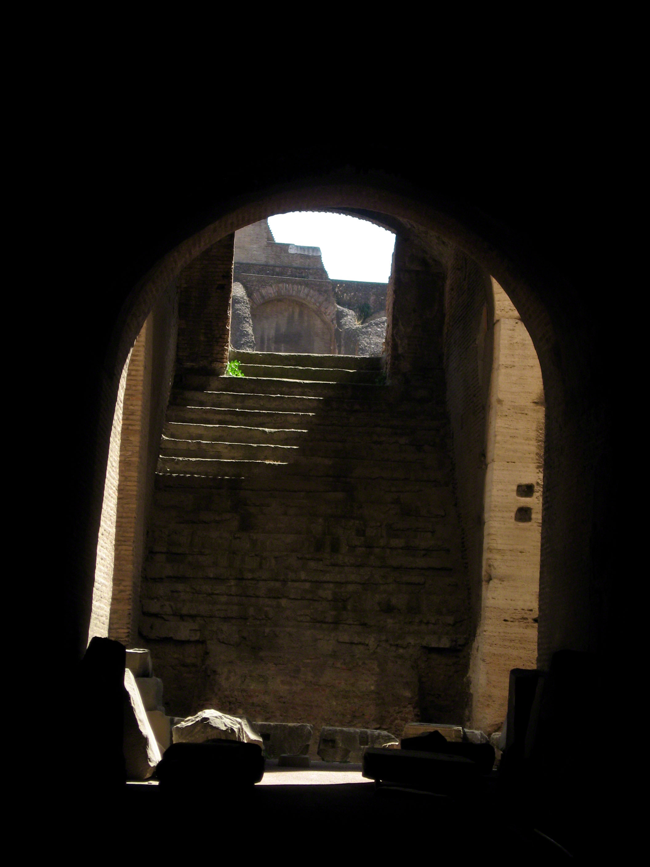 A Plant Within The Archway in the Colosseum, Rome Italy