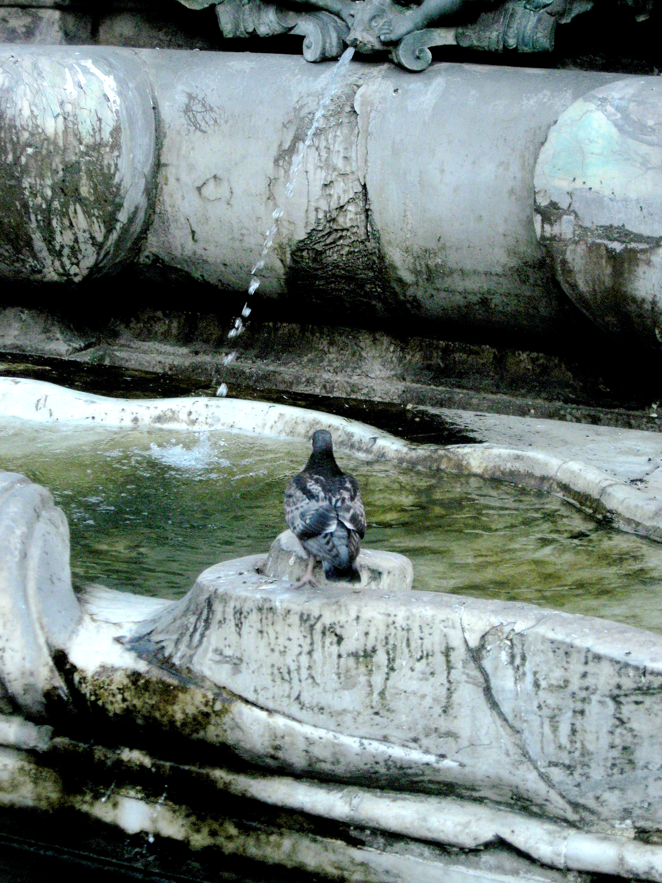 A Bird and A Fountain, Rome, Italy