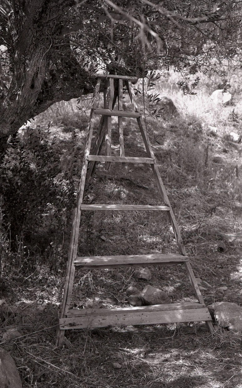 Ladder by Tree in Milos-2004W.jpg