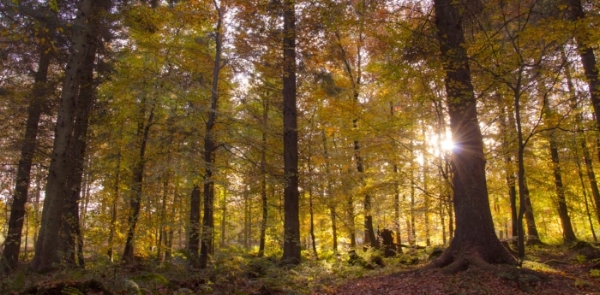 Enforced rest is helping me to "see the wood for the trees"