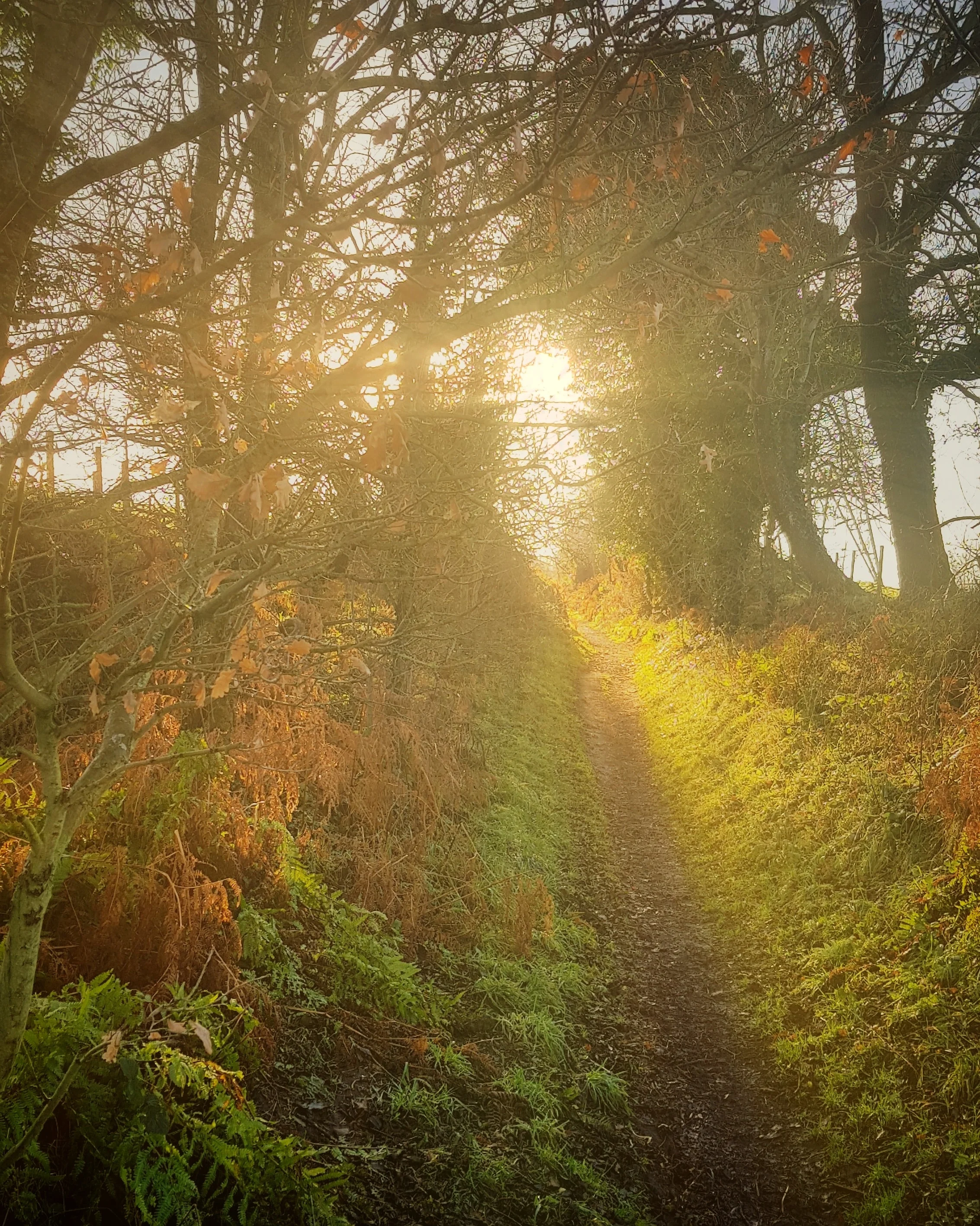 Gelt Woods with a Smartphone