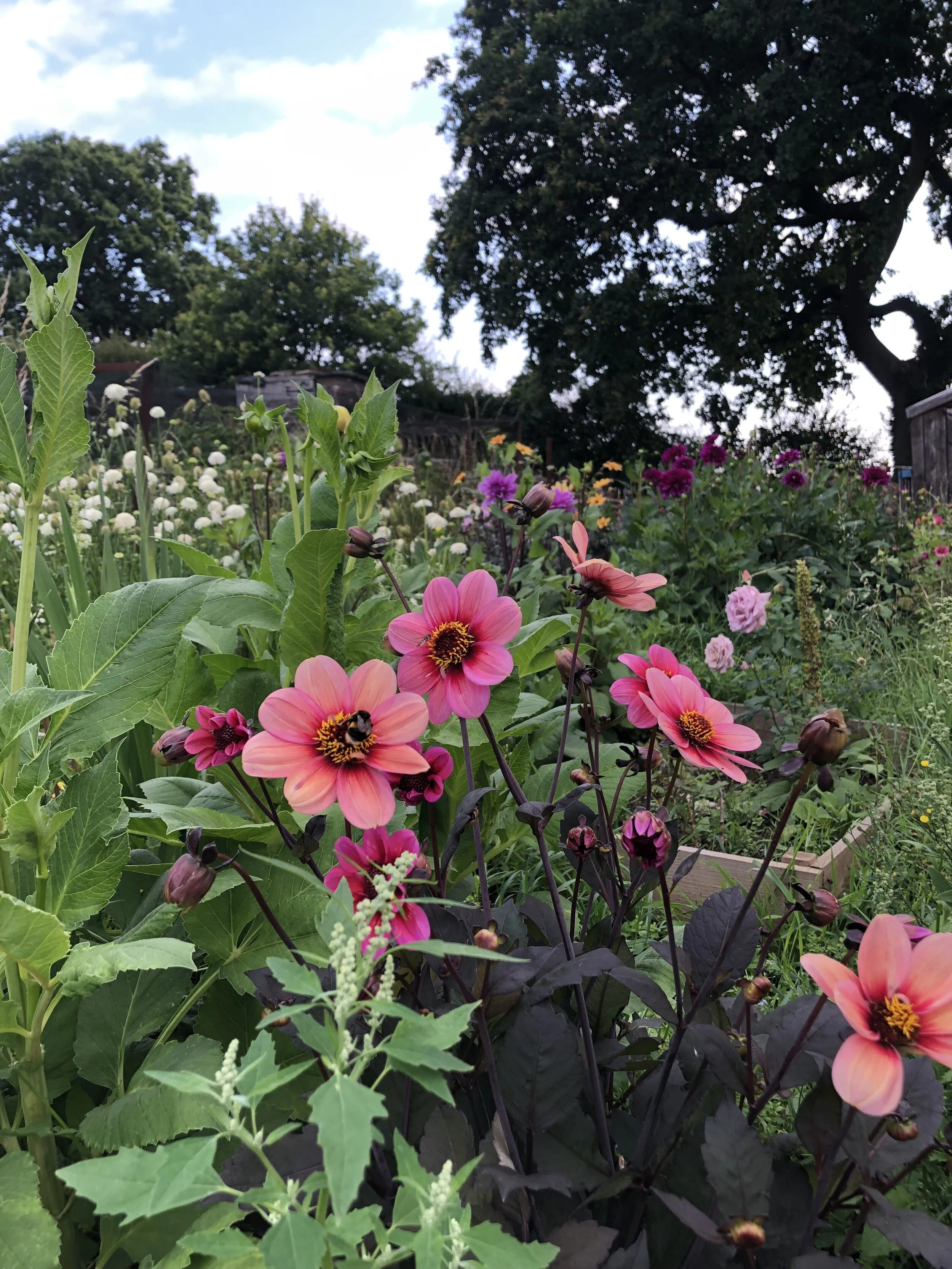 Dahlia ‘Happy Single Kiss’