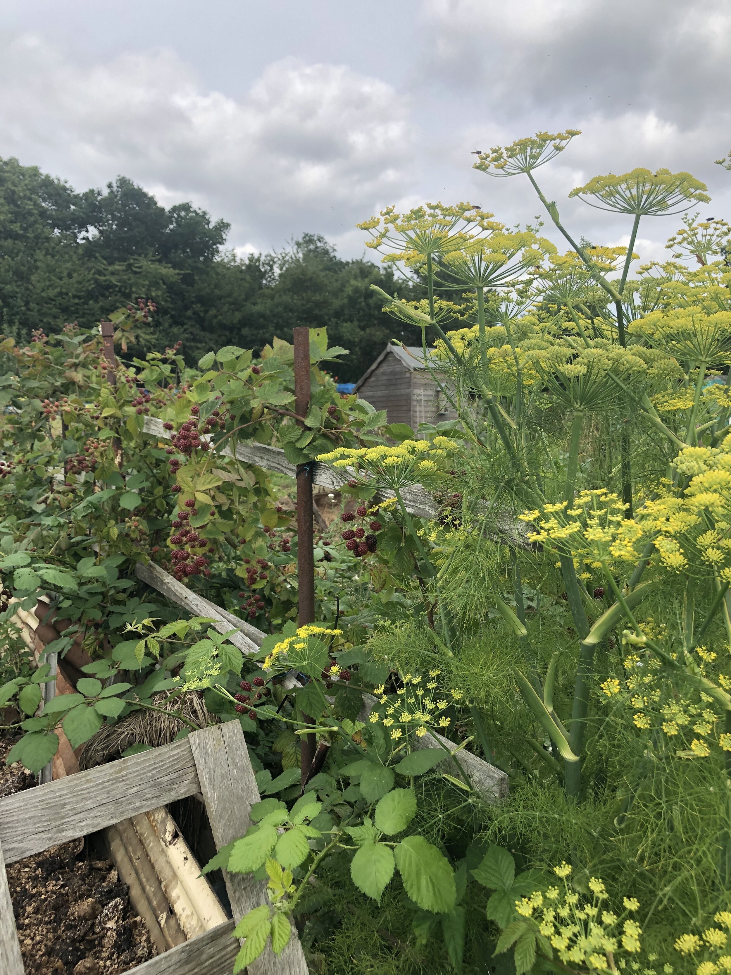 Fennel 