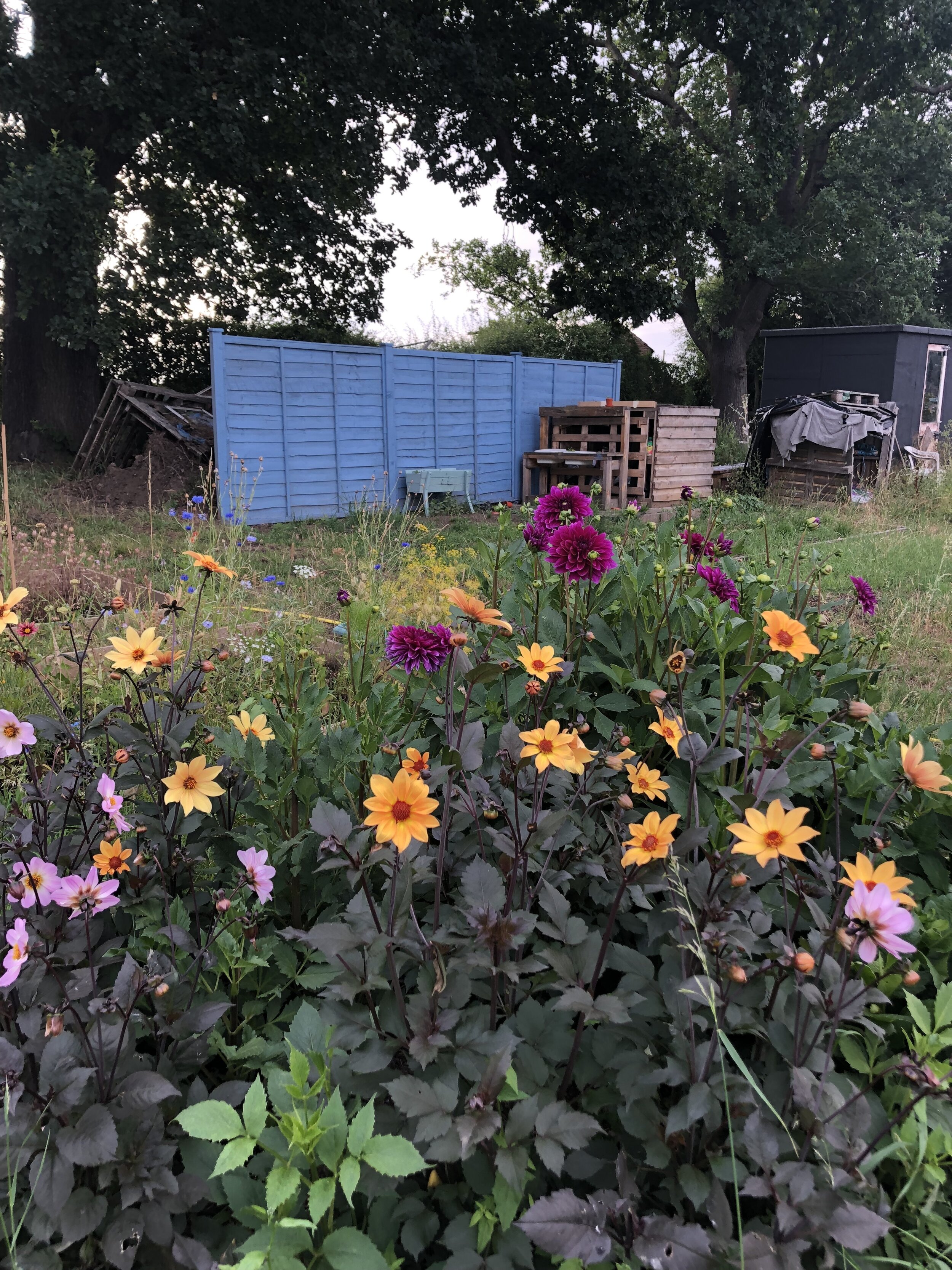 Dahlia's 'Bishop of Dover', 'Bishop of York', 'Diva'