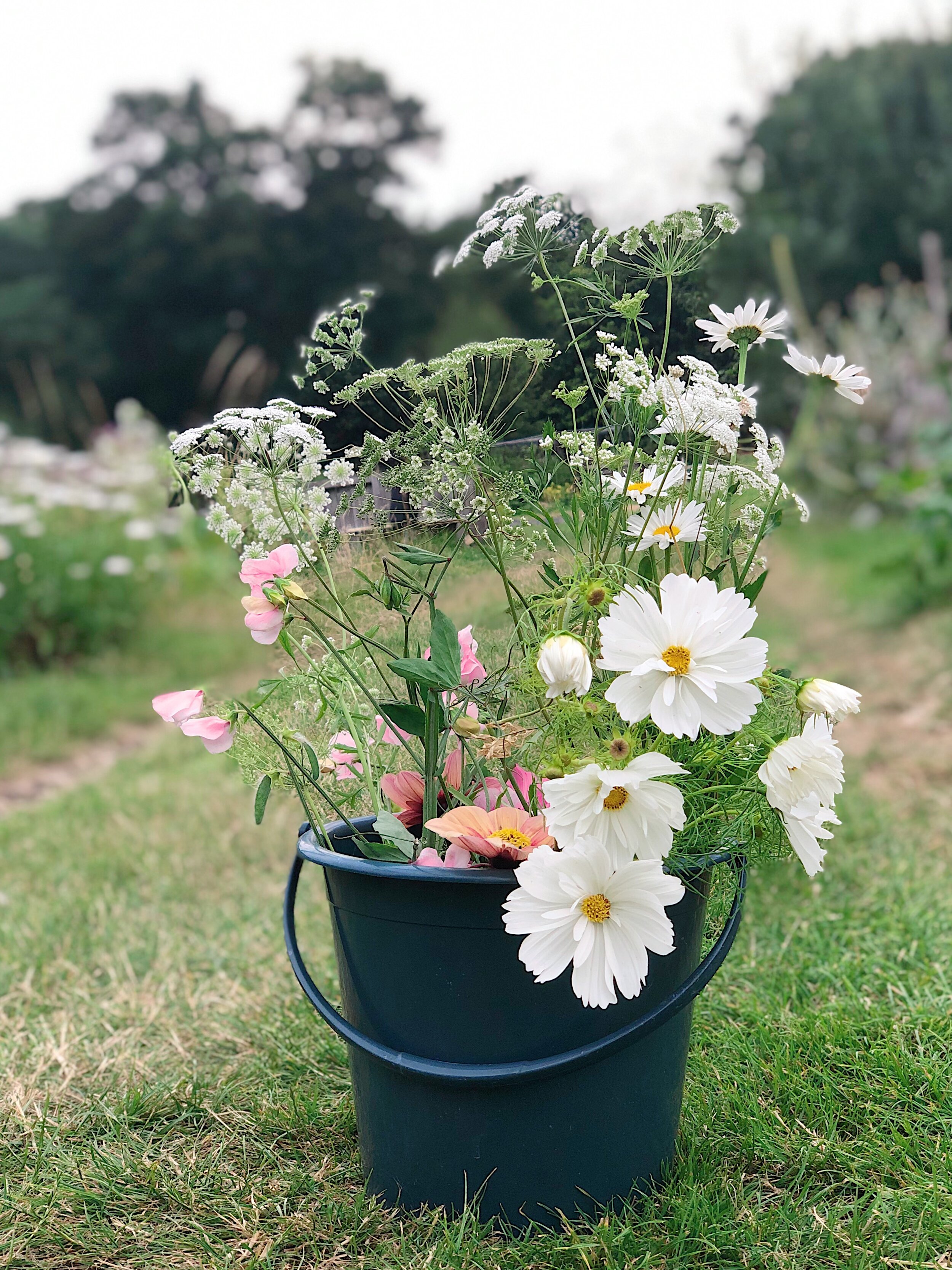 Buckets of happy Cosmos 