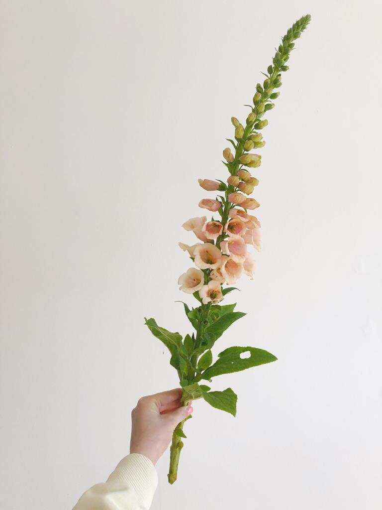 Foxglove 'suttons apricot'