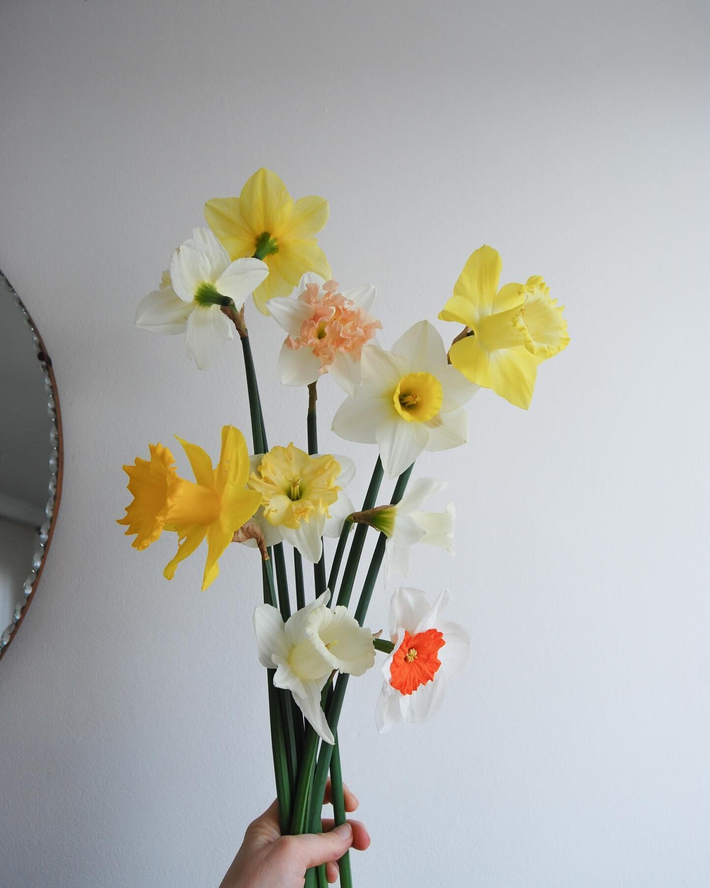 A day of daffodils 💛

From our allotment ✨