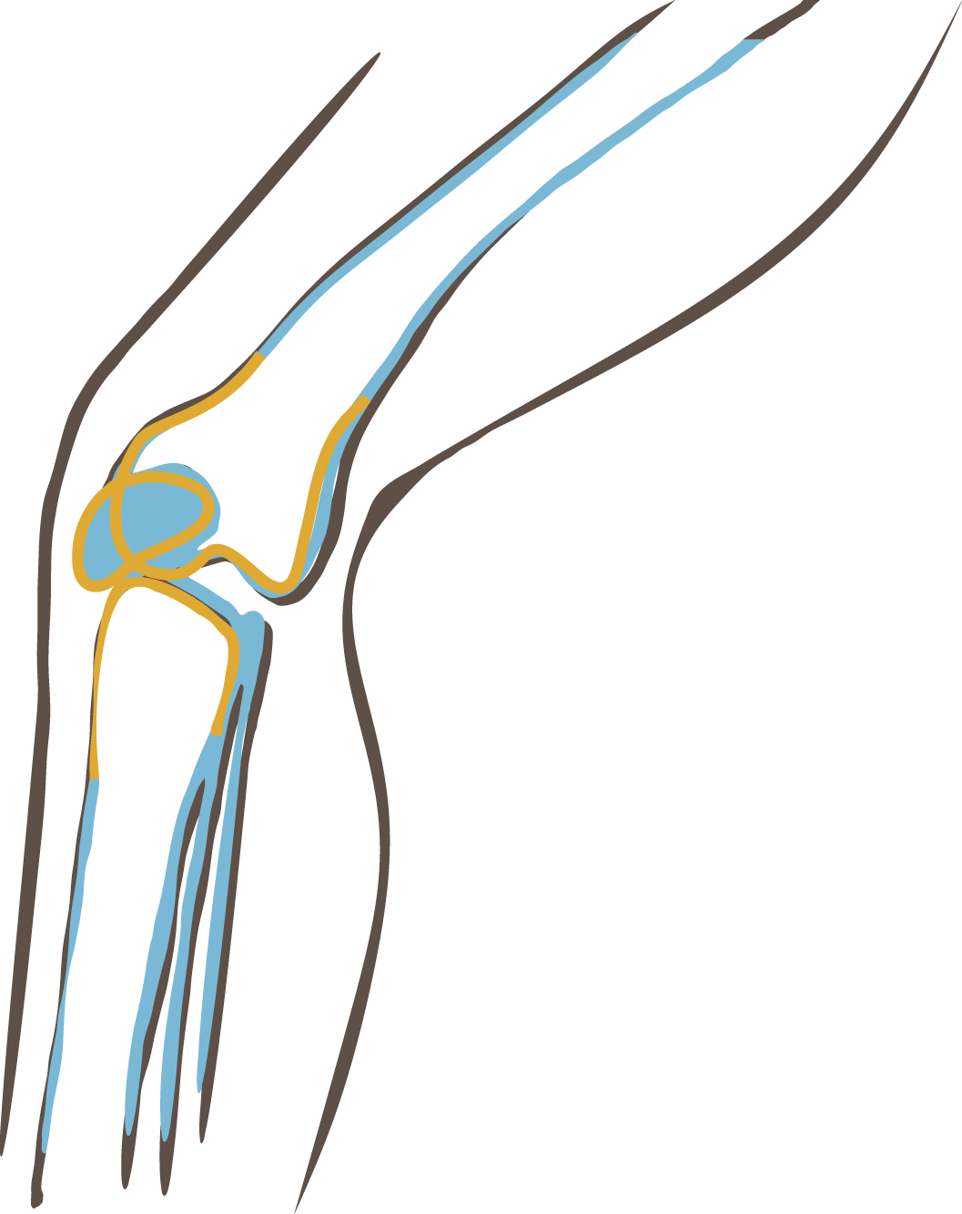joint health by owen keturah for bonafide provisions