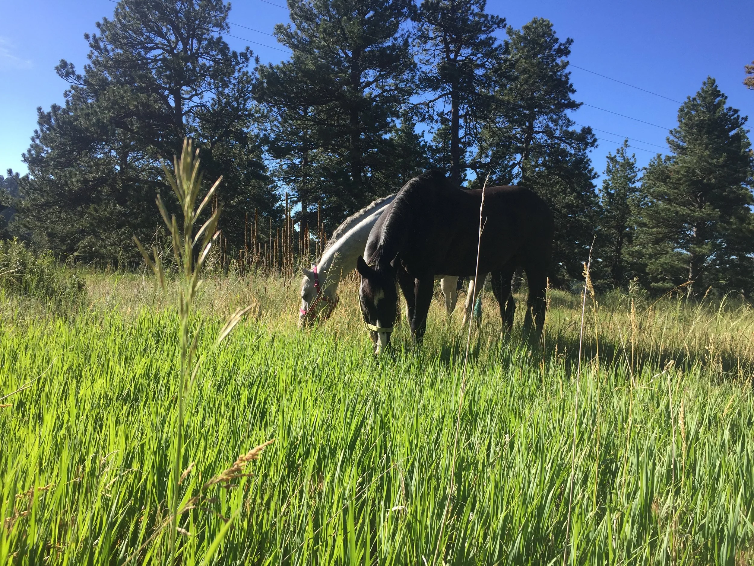 Camping with the horses Summer '18