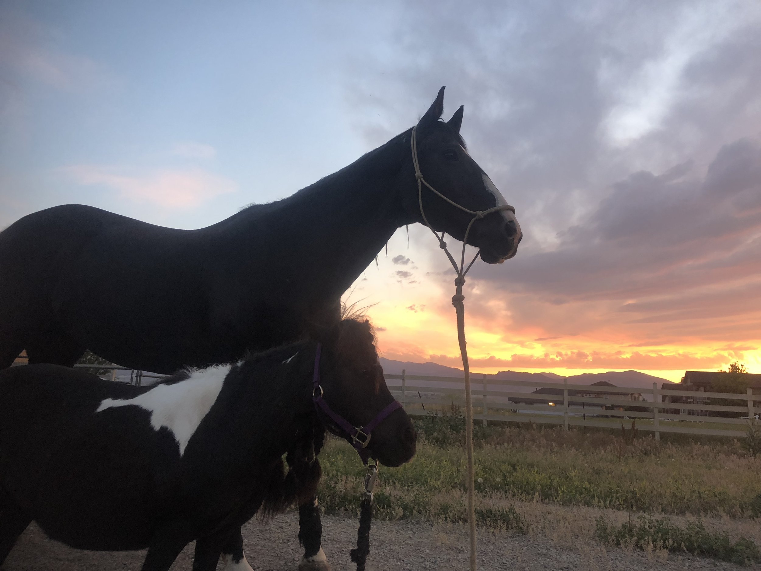 Blitz and Penny, enjoying the view