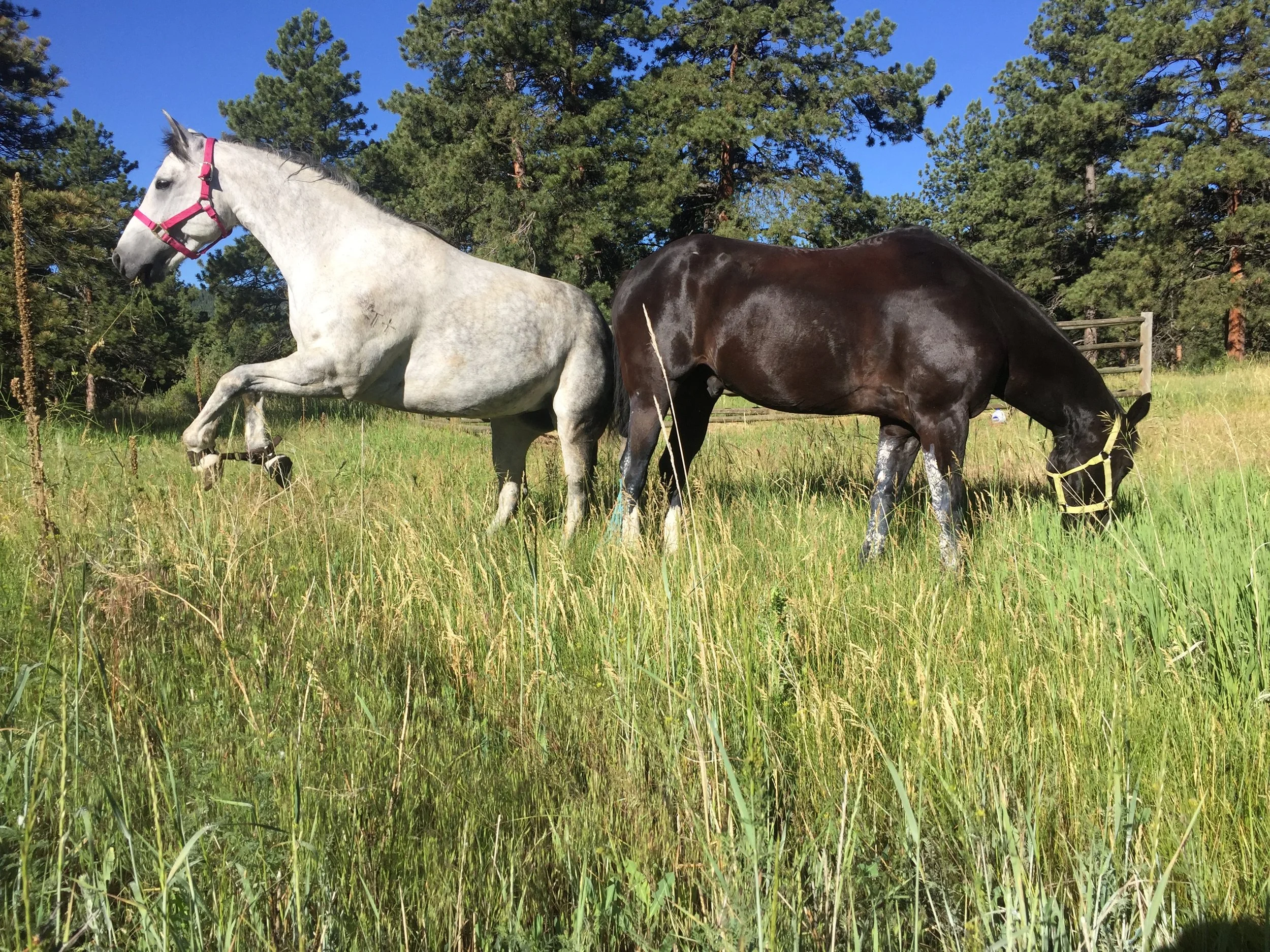 Hobbles are hard but make Roo look majestic