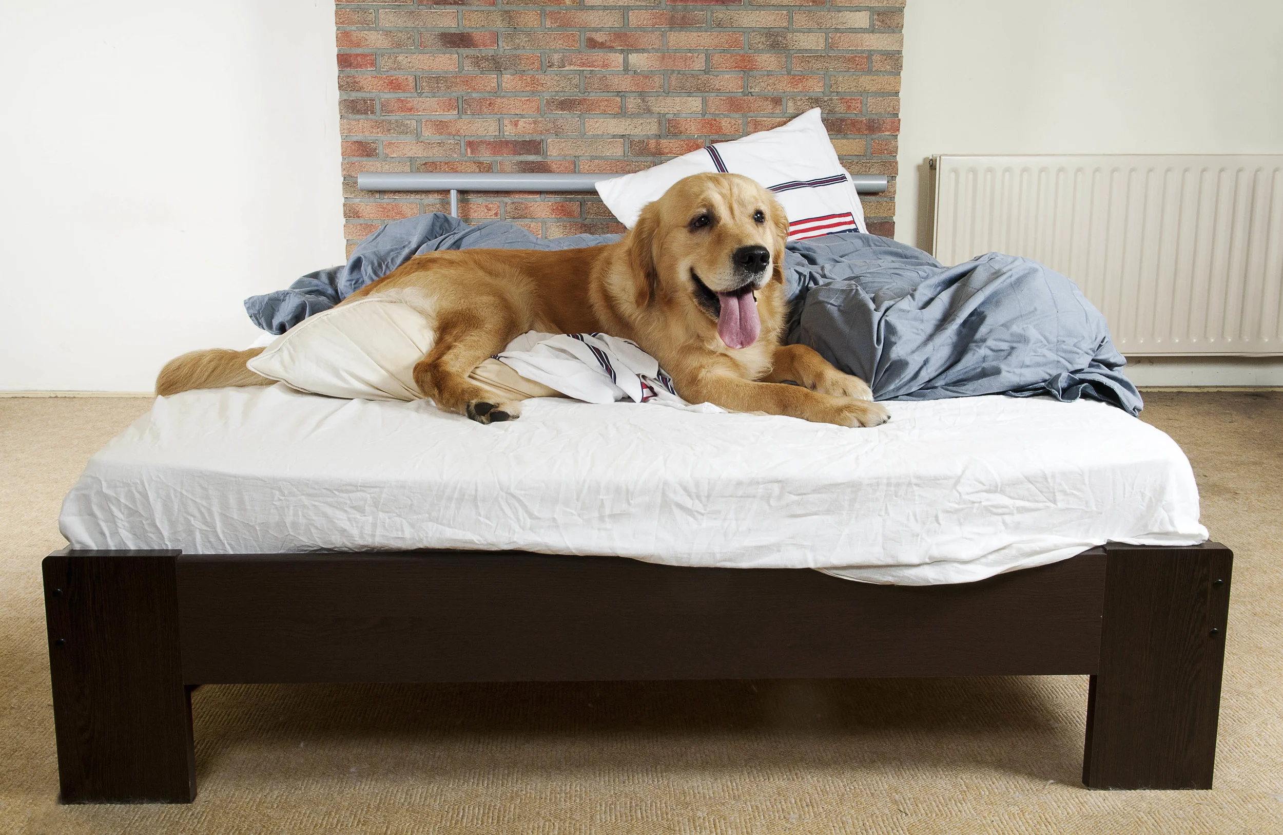 dog4.jpeg