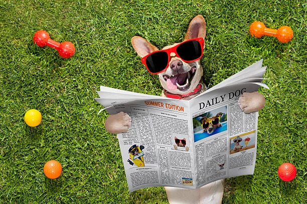 dog-reading-newspaper-picture-id576924770.jpeg