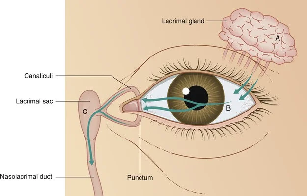 Lacrimal System