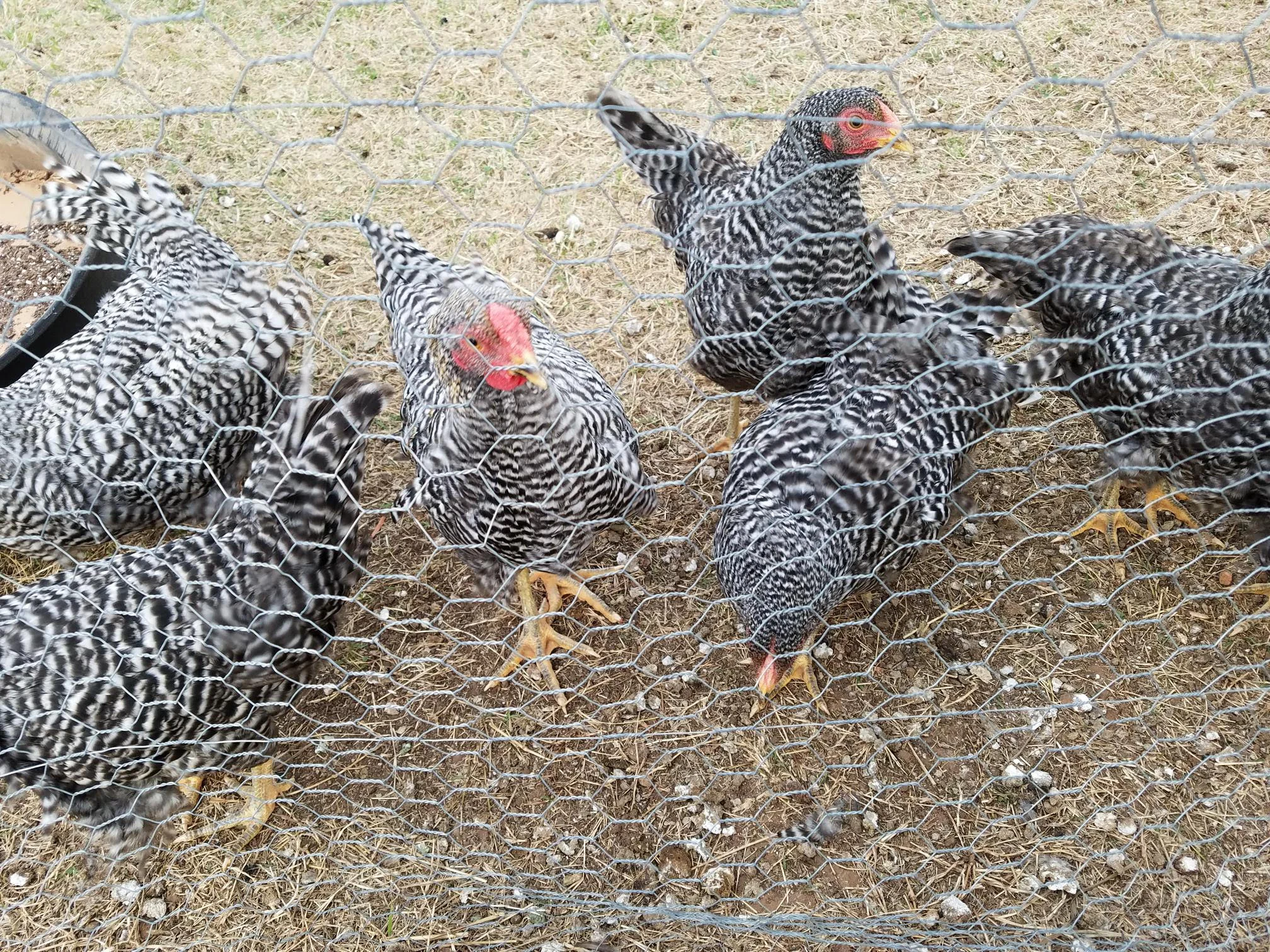 Chickens.jpg
