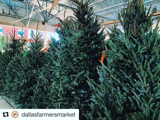 #Repost @dallasfarmersmarket
・・・
TREEmendous. 🌲✨ Get your FRESH Christmas trees inside The Shed Saturdays and Sundays. 😍 #mydtd #supportlocal #dallasfarmersmarket