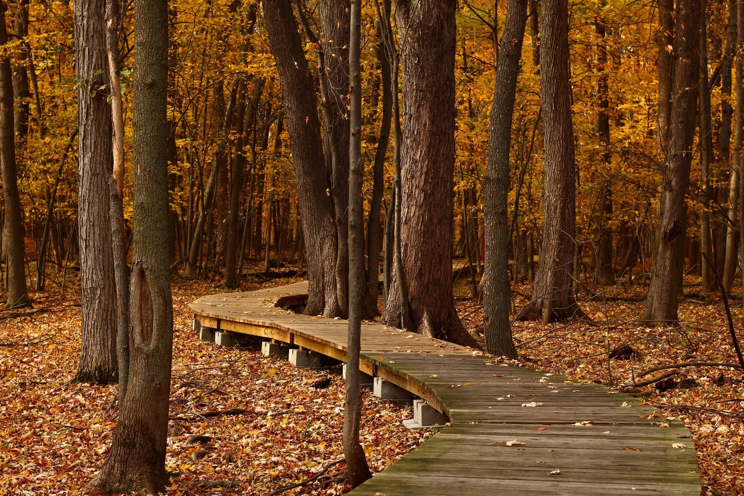 Enneagram: A Journey of Self-Discovery