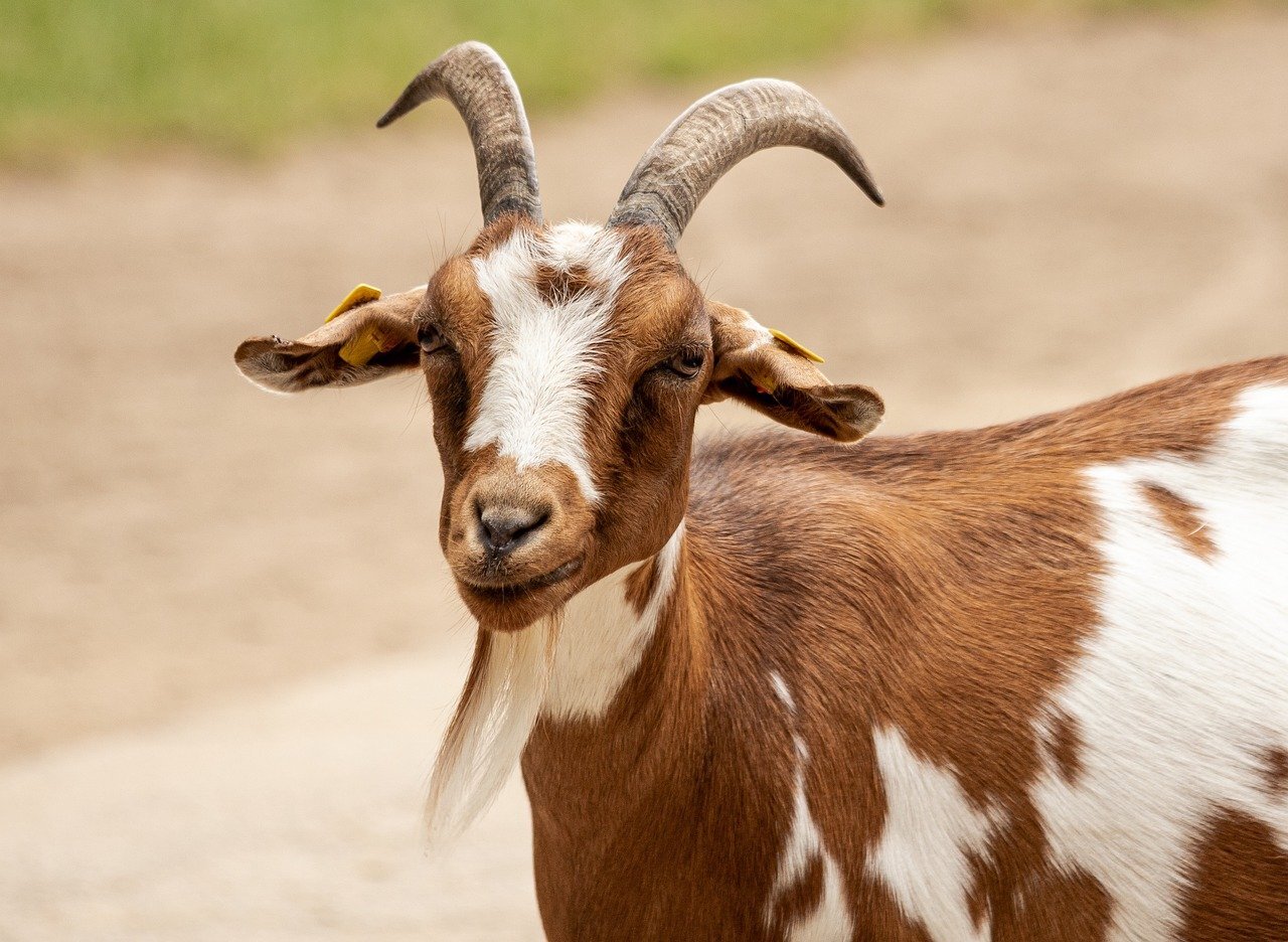 goat.jpg