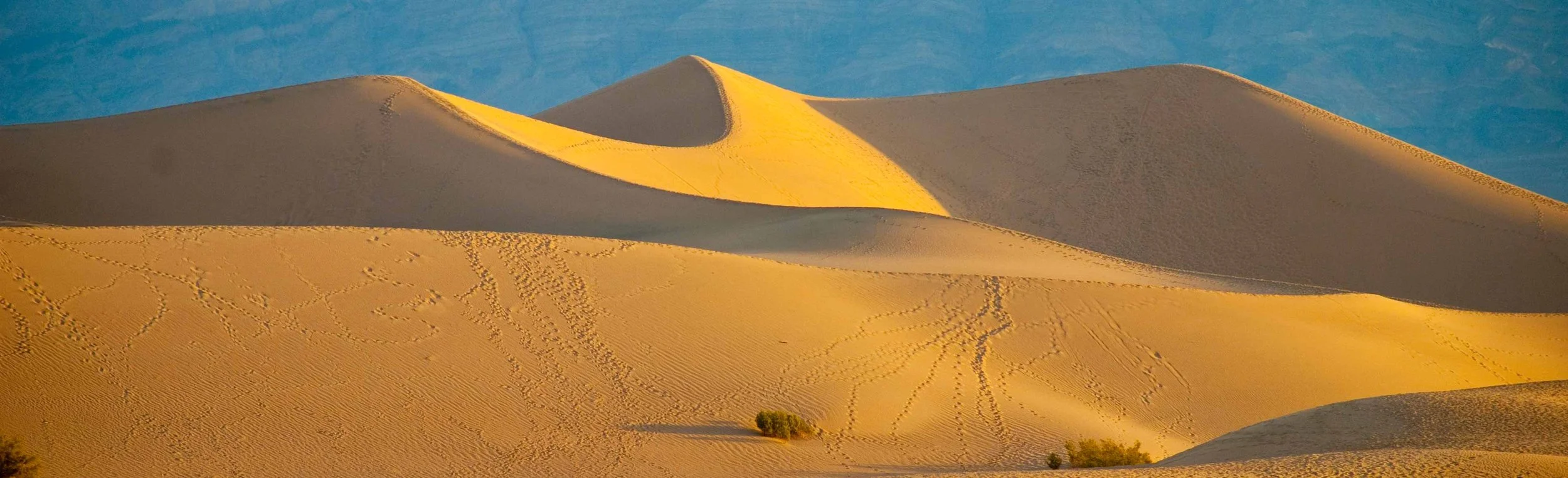 We All Wander in the Desert