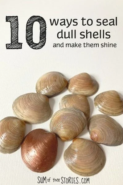 10 ways to seal shells for display around the home — Sum of their ...