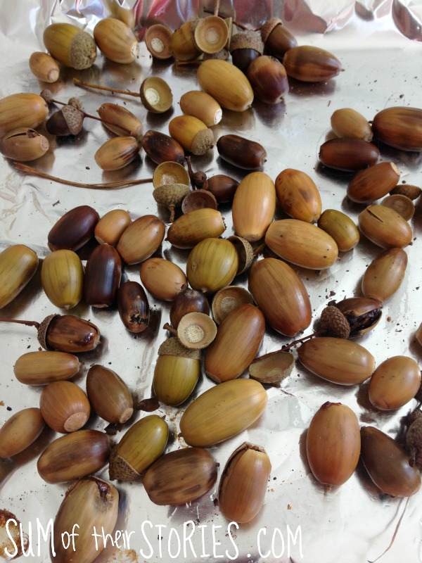 acorns 2.jpg