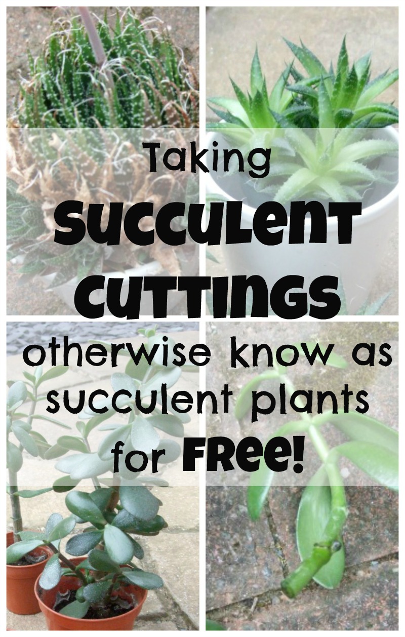 Taking cuttings from succulents
