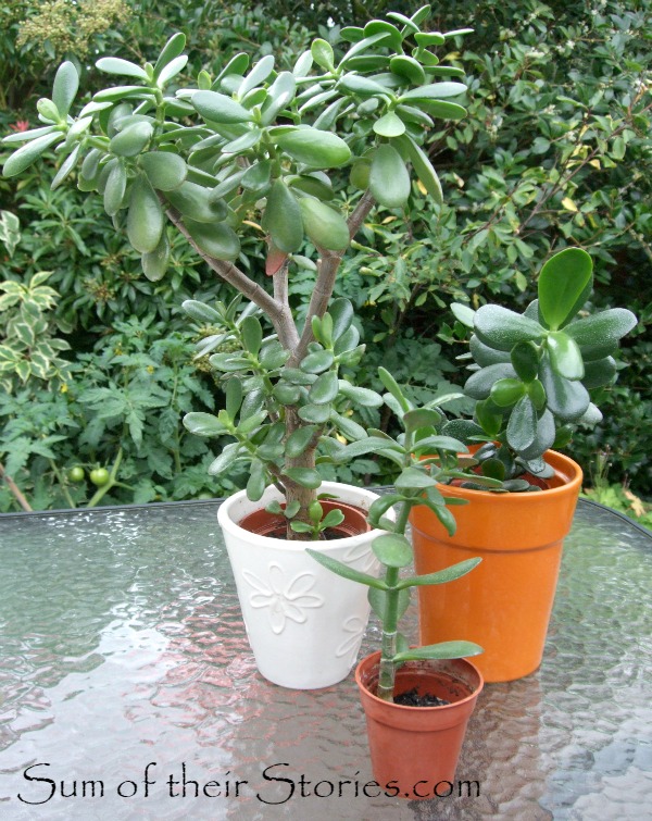 Jade plants ready to take cuttings