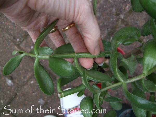 jade plant cuttings