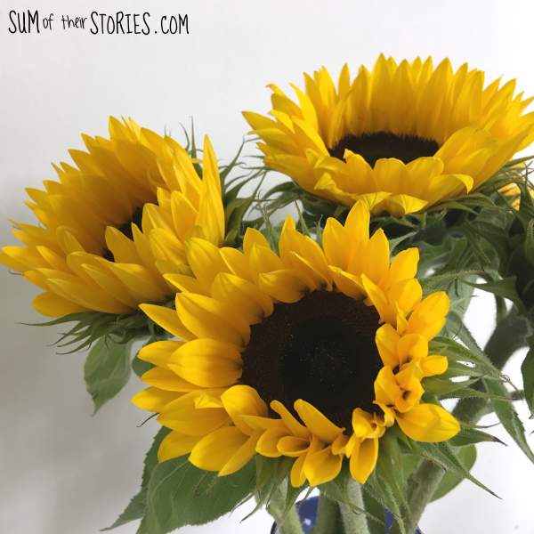 sunflowers