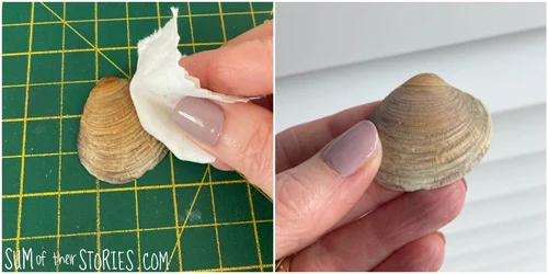 Seal Shell 10 ways to seal shells for display around the home — Sum of their ...
