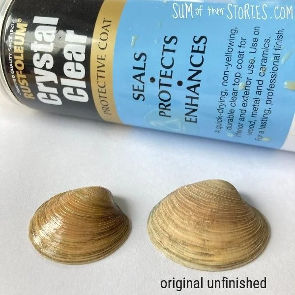 Seal Shell 10 ways to seal shells for display around the home — Sum of their ...