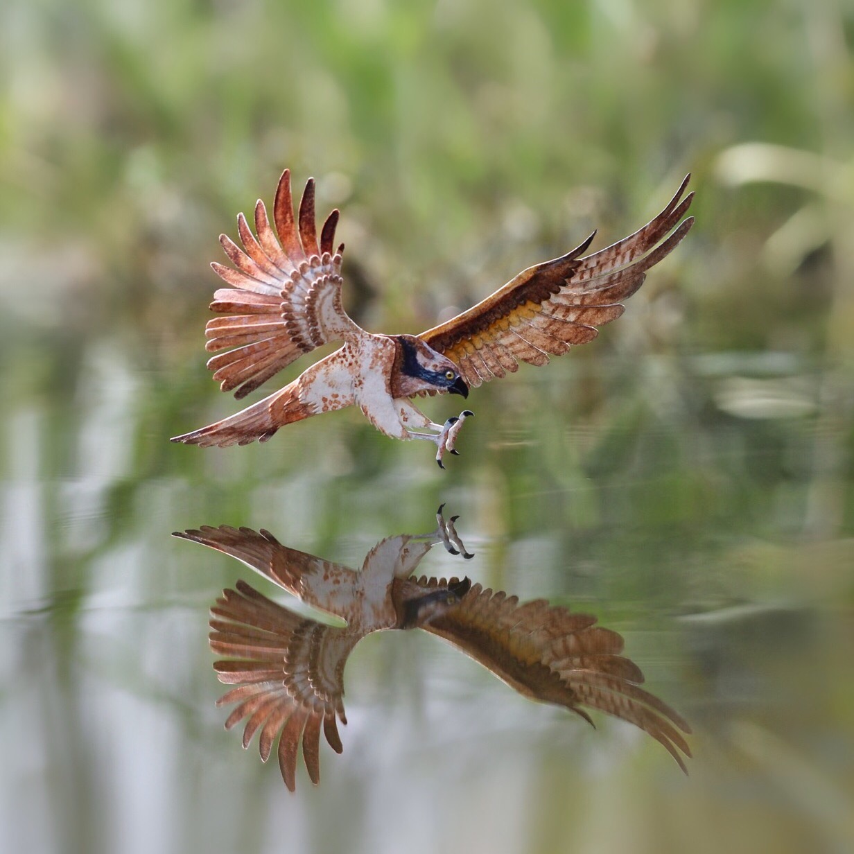 Osprey
