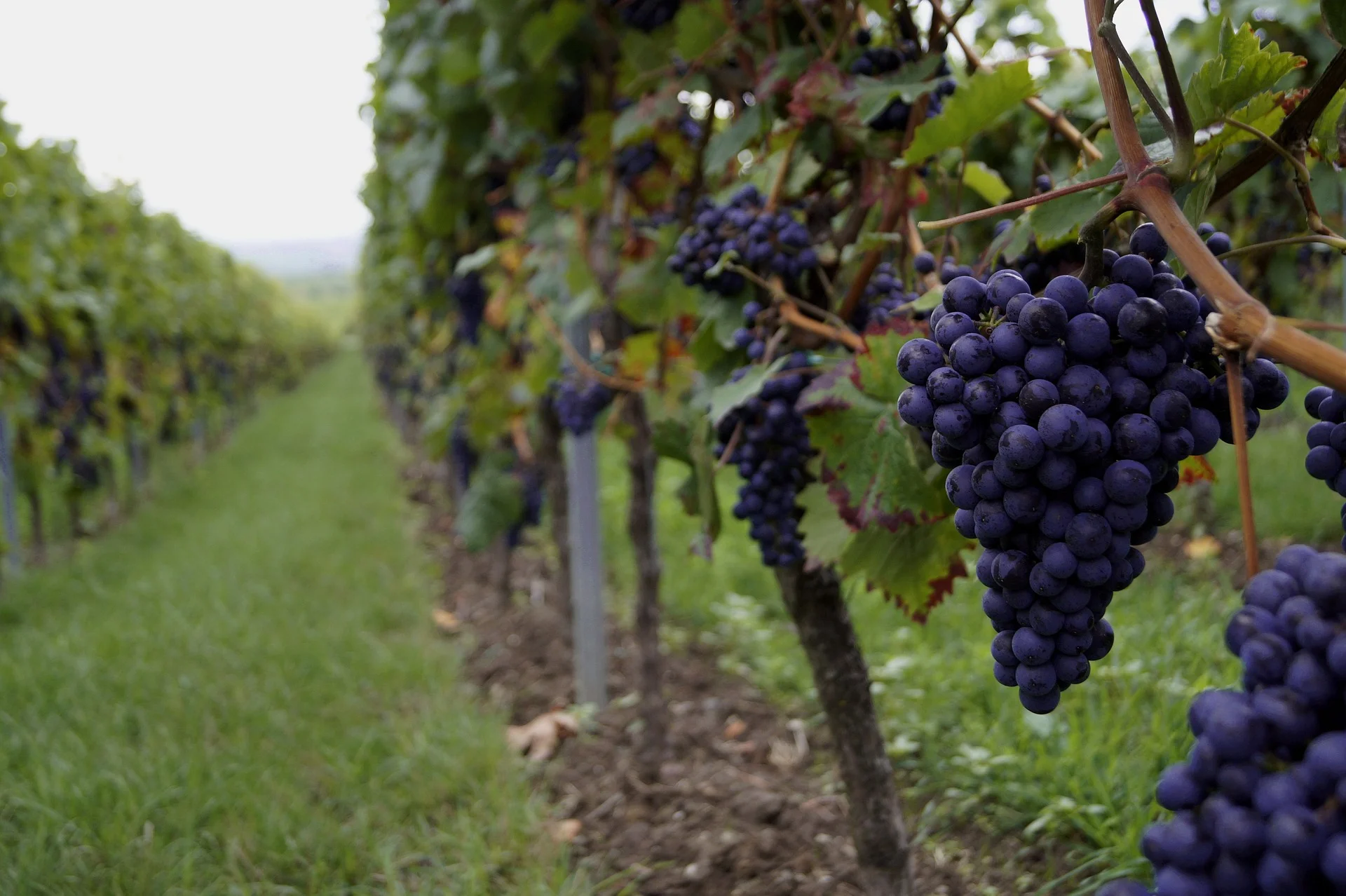 grapes-2560353_1920.jpg