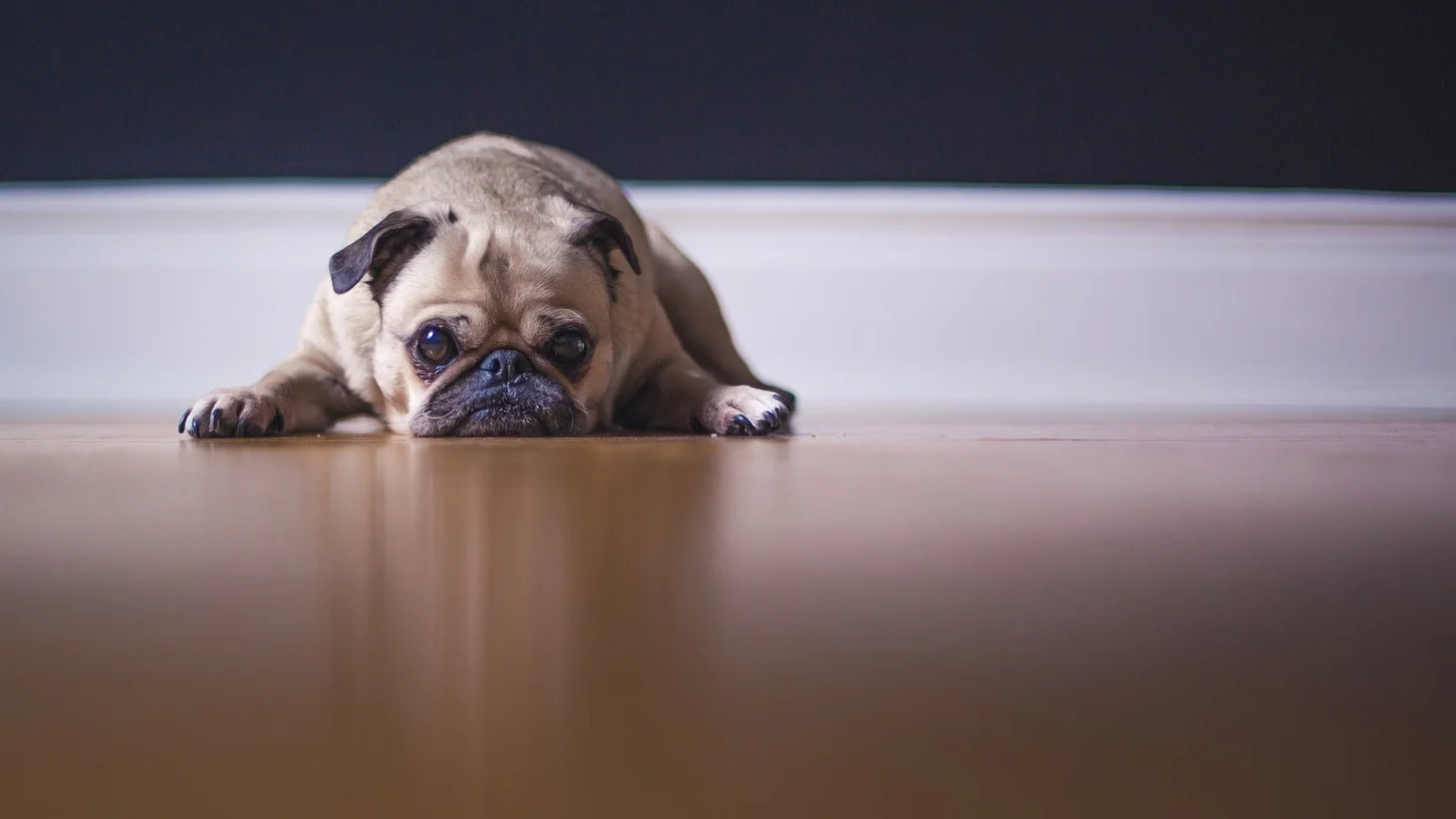 pug-1209129_1920(1).jpg
