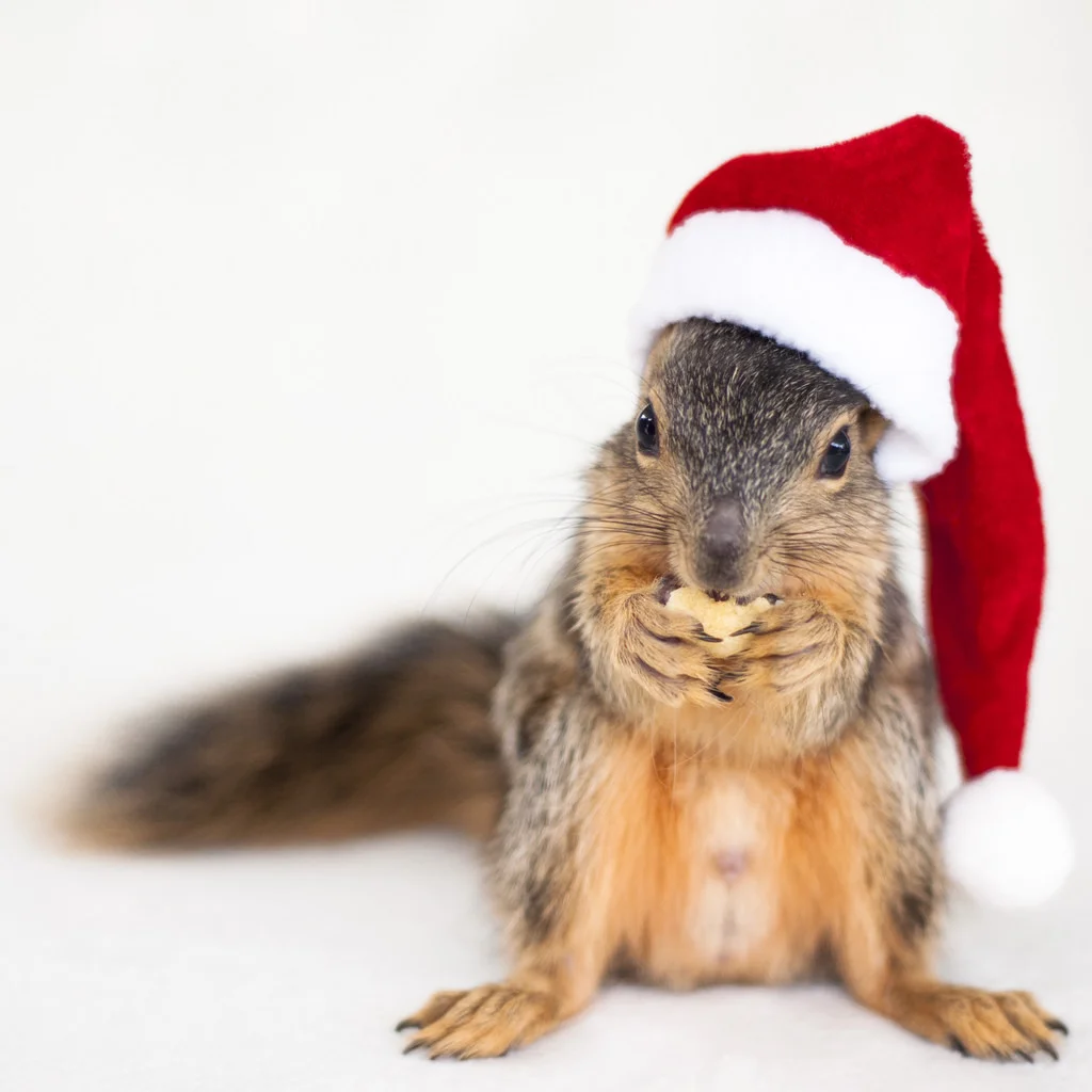 Squirrels-With-Hats-Wallpaper.jpg