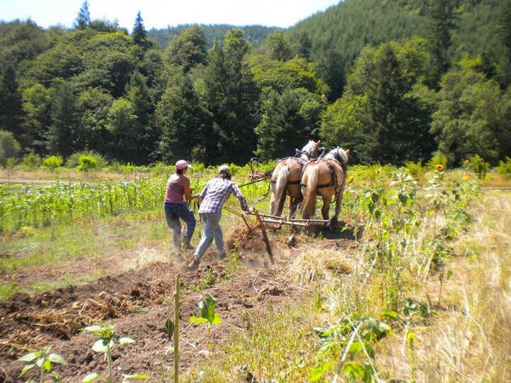 Plowing with horses on Ruby & Amber’s Farm.