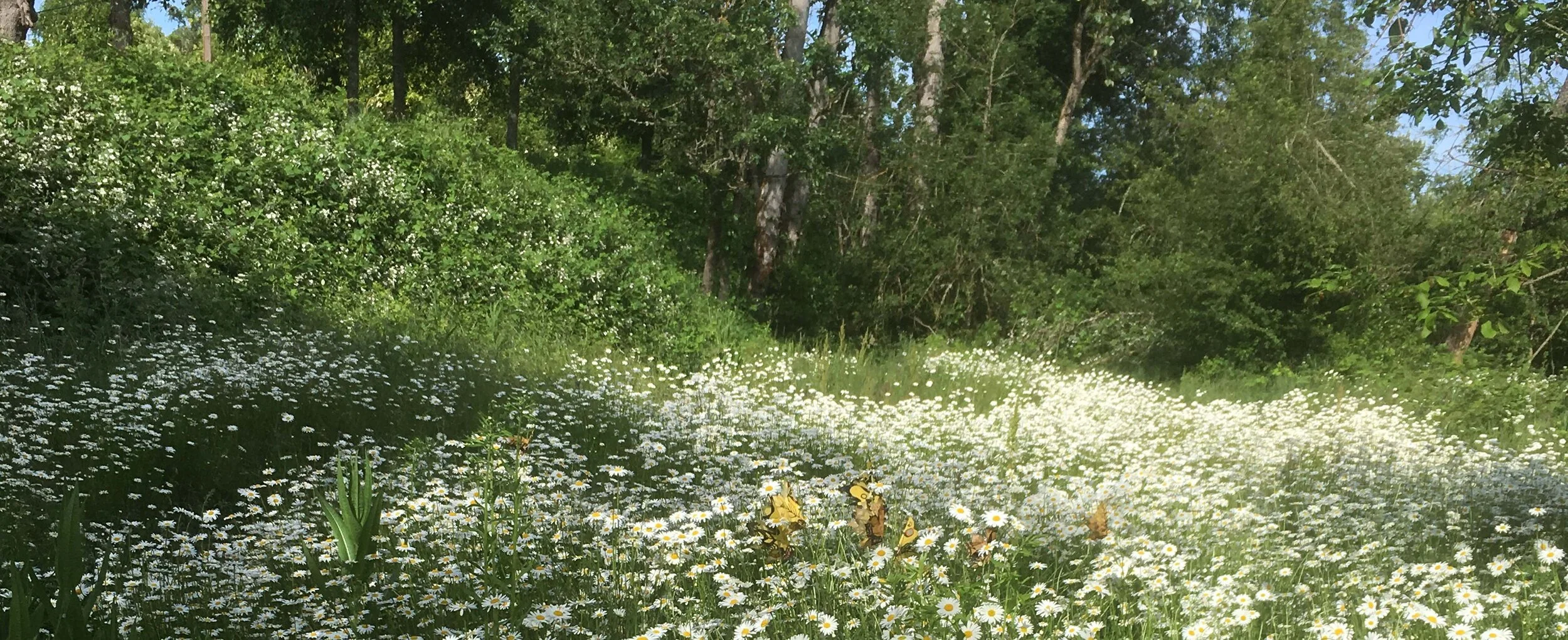 pied midden, issue no.2 : amberat &amp; explosive alchemy