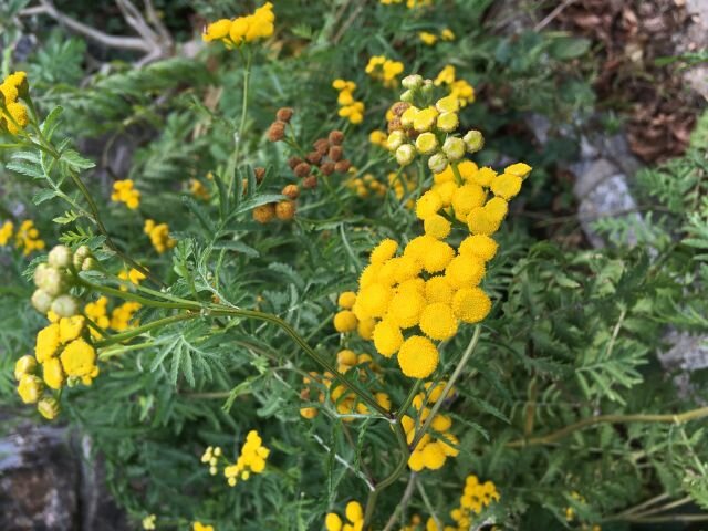 pied midden issue no. 5 : questing for the ordinary : natalie stopka