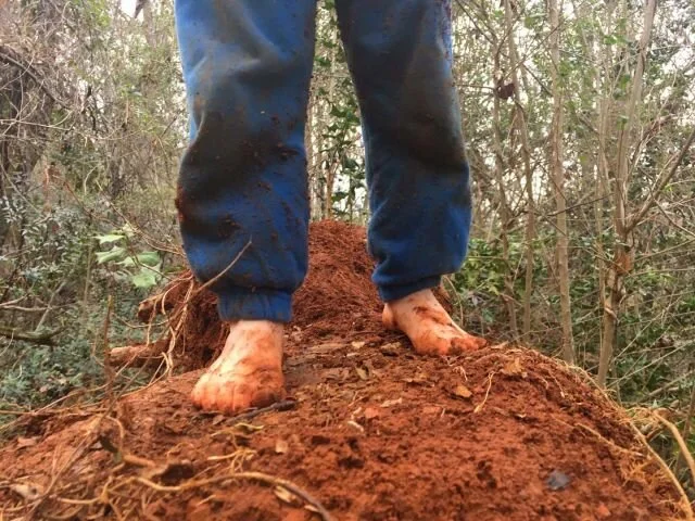 pied midden: issue no.7 : pigment watching: it's better than t.v. : amanda brazier