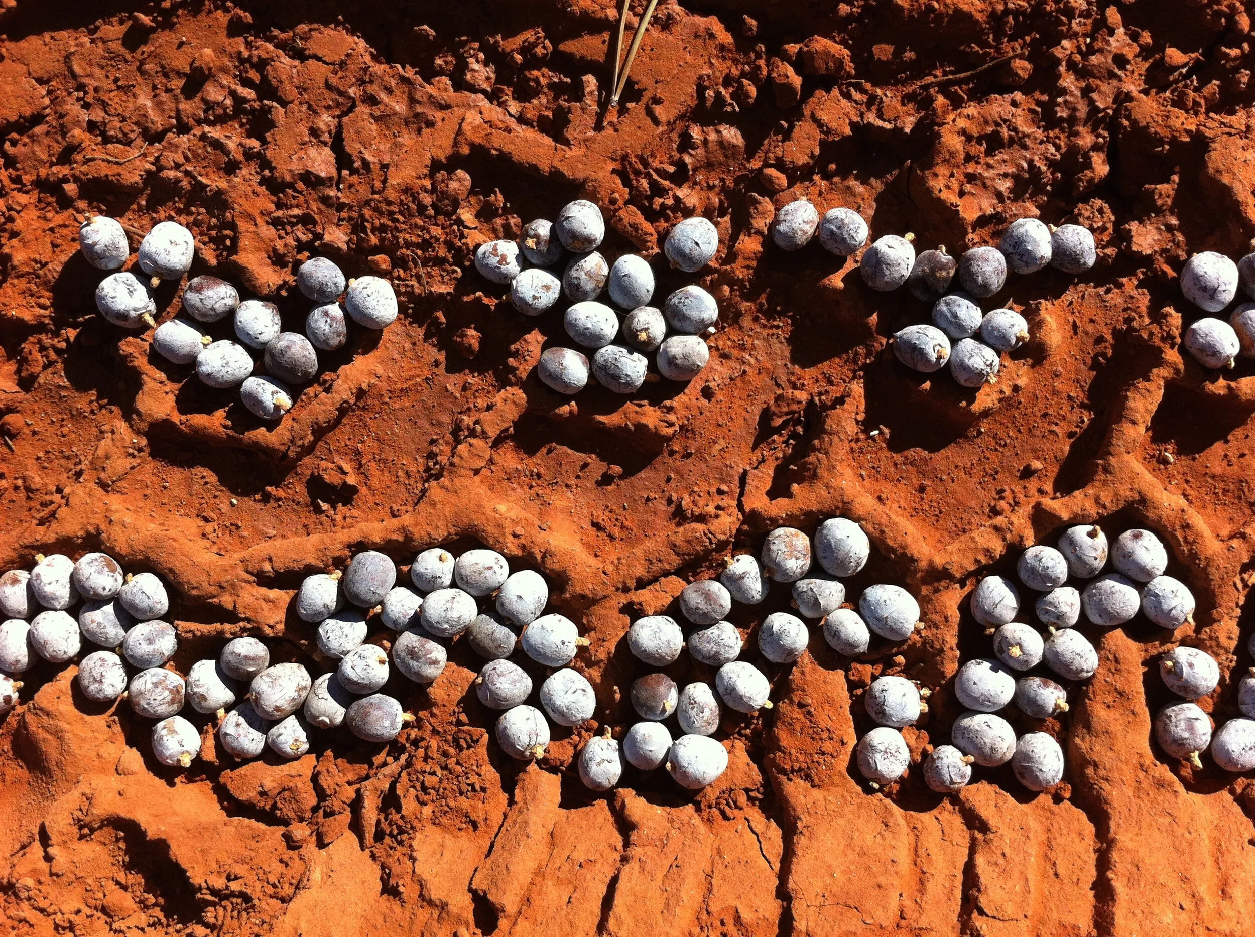 pied midden: issue no.9 : snapshots from the future : sabine pinon &amp; kelly moody