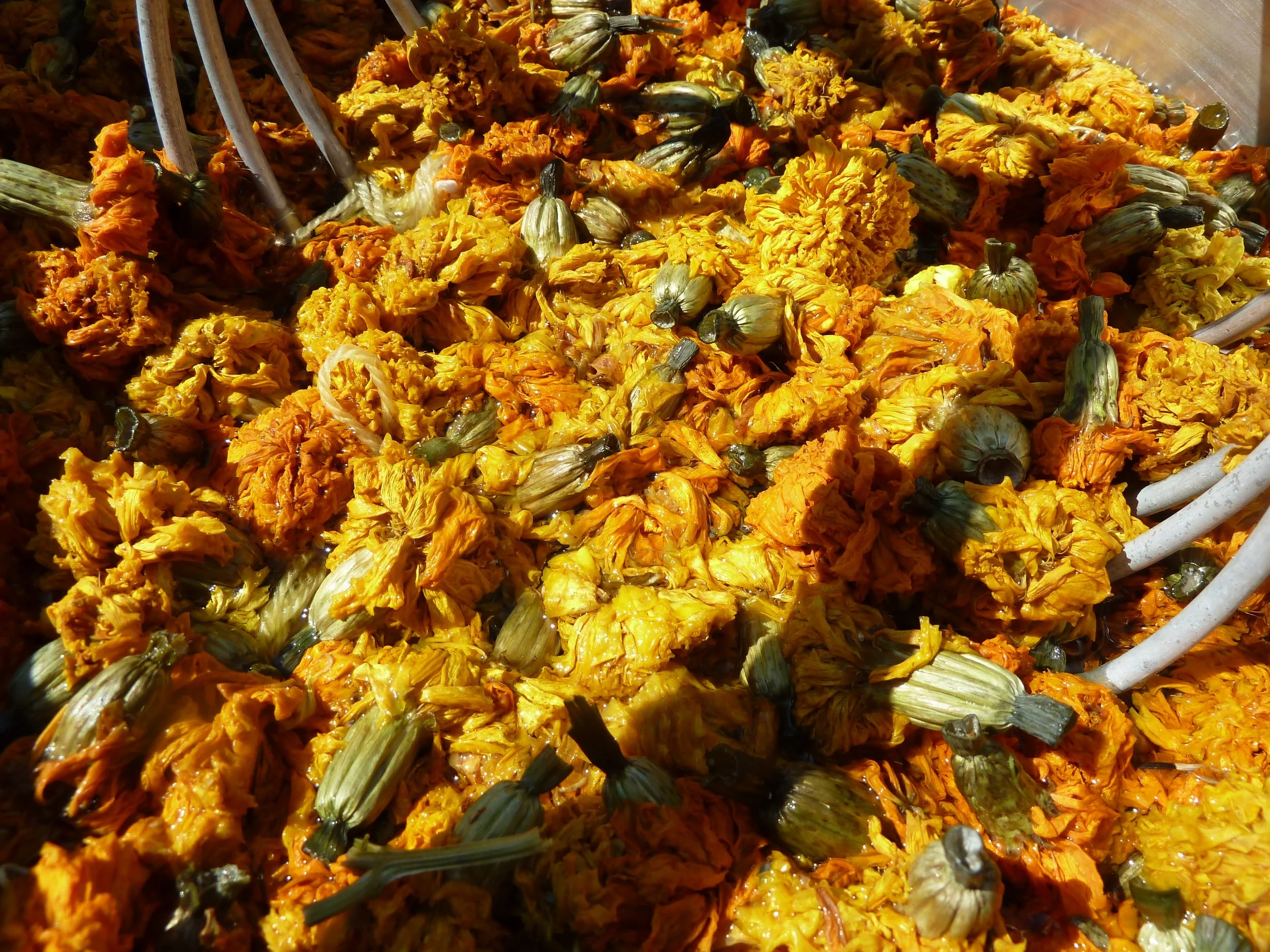 Dye Flowers_Anna Dianich.jpeg